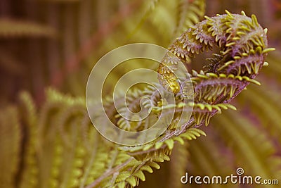 Blooming fern head close-up. Stalks and leaves. Natural background or wallpaper. Green floral pattern. Spring, summer and warm Stock Photo