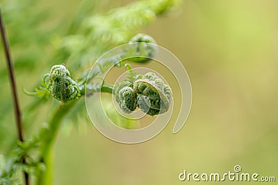 Blooming fern on a light green background close-up Stock Photo