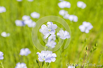 Blooming field of white flax plant Stock Photo