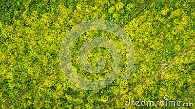Blooming field of yellow rocket plants, aerial view directly above Stock Photo