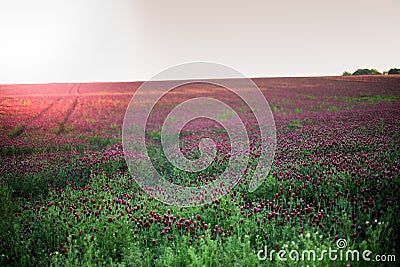 Blooming fields of red crimson clover - Trifolium incarnatum, summer meadow landscape Stock Photo