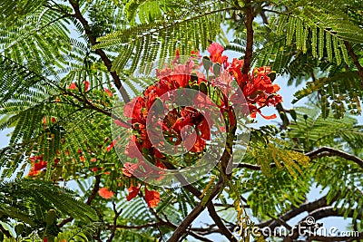 Blooming fire tree, or Delonix royal lat. Delonix regia Stock Photo