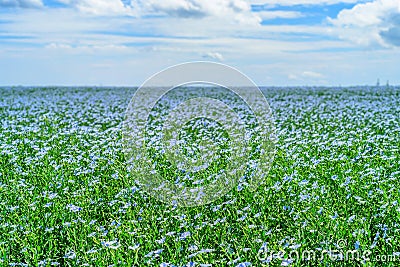 Blooming flax field Stock Photo