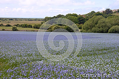 Blooming flax field Linum usitatissimum in Sussex, United Kingdom Stock Photo