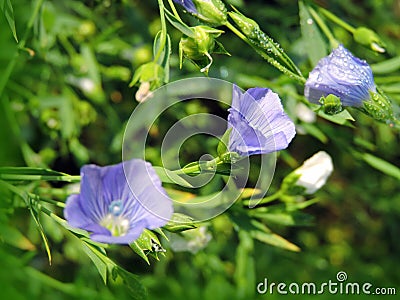 Blooming flax plant Stock Photo