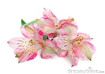 Blooming flower Alstroemeria Stock Photo