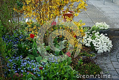 Blooming flower beds in May. Tulips, forget-me-nots, forsythia, Iberis sempervirens, Hornungia alpina, Helleborus orientalis. Stock Photo