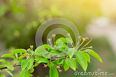 Blooming flower buds of crab apple tree, fresh new greenery, spring nature awakening Stock Photo