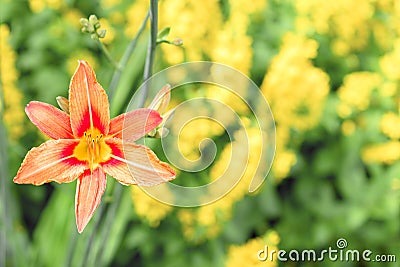 Blooming flower orange Lilium bulbiferum. mage plant blooming orange tropical flower tiger lily Stock Photo