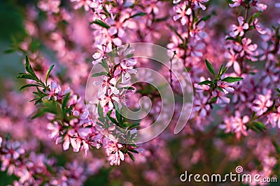 Blooming flower pink Prunus triloba with blurred green nature background. Springtime blossom concept Stock Photo