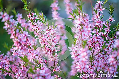 Blooming flower pink Prunus triloba with blurred green nature background. Springtime blossom concept Stock Photo