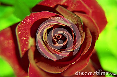 Blooming flower rose with green leaves, living natural nature, unusual aroma bouquet flora Stock Photo