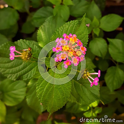 Blooming flower shot high angle view Stock Photo