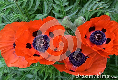 Blooming and Flowering Orange Oriental Poppies in a Garden Stock Photo