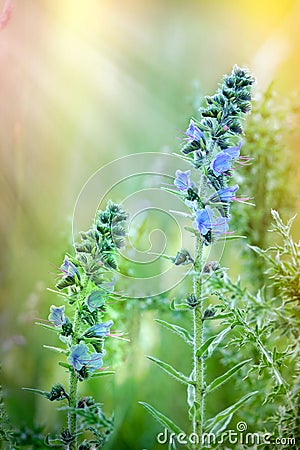 Blooming - flowering wild flower in meadow Stock Photo