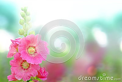 Blooming flowers Stock Photo