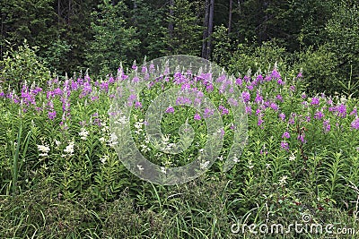 Blooming flowers fireweed Stock Photo