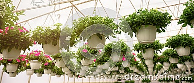 Blooming flowers in greenhouse, business on herb and interior of orangery, bottom view Stock Photo