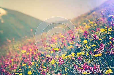 Blooming Flowers in mountains valley alpine Spring Summer seasons Stock Photo