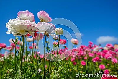 Blooming flowers in Spring Stock Photo