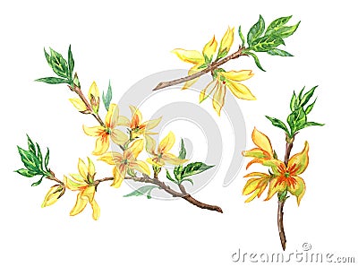 Blooming forsythia branch watercolor painting on a white background Stock Photo