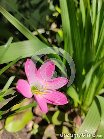 blooming and frsh pink zephyrantes minuta in the morning Stock Photo