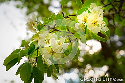 A blooming fruit tree in spring and blurred background Stock Photo