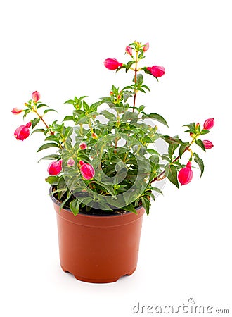 Blooming fuchsia Stock Photo