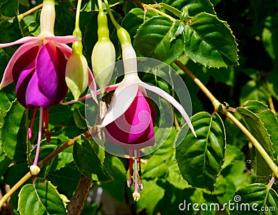 Blooming Fuchsia magellanica in a tropical garden on a sunny day commonly known as the hummingbird or hardy fuchsia.Floral backgro Stock Photo