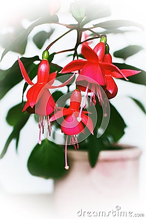 Blooming fuchsia in a pot on a white background. Stock Photo