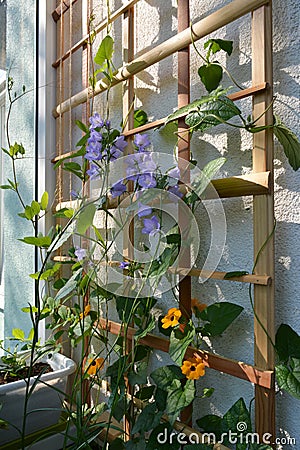 Blooming garden on the balcony. Violet flowers of campanula persicifolia and orange flowers of thunbergia on wooden trellis Stock Photo