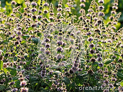 Mint flowers Stock Photo