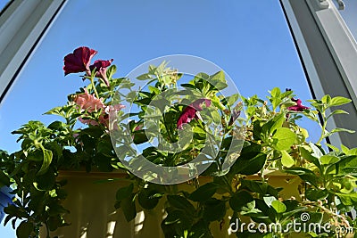 Blooming garden on windowsill. Flowering petunia on the background of blue sky Stock Photo