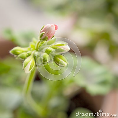 Blooming geranium Stock Photo