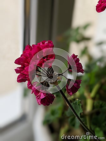 Blooming geranium on the windowsill. Close up of the blooming pink flower of geranium. Flowers in pots. Stock Photo