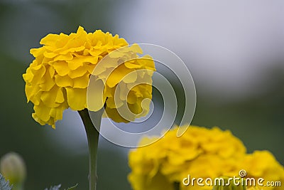 Autumn golden chrysanthemum, golden flower, chrysanthemum material Stock Photo