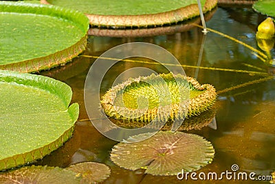 The blooming green leaf of Victoria Amazonis, a young leaf unfolds on the surface of the water Stock Photo