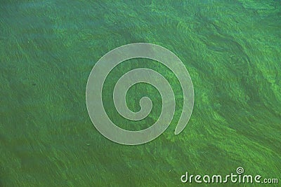 Blooming green water. Green algae polluted river Stock Photo