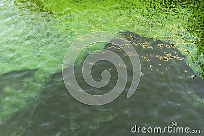 Blooming green water. Green algae polluted river. Stock Photo