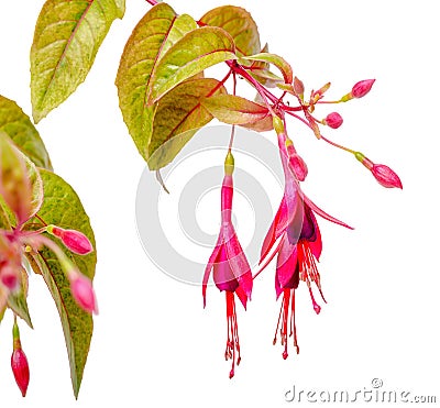 Blooming hanging twig in shades of dark red fuchsia variegated i Stock Photo