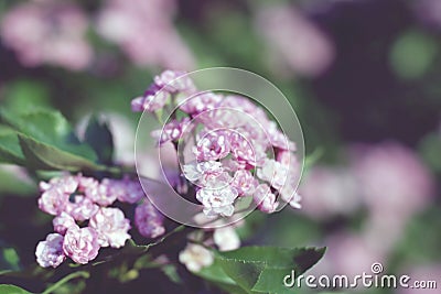 Flowering pink terry hawthorn bush with hazy background Stock Photo