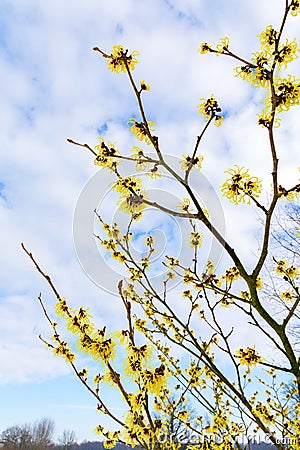 Blooming hazel shrub with yellow flowers in winter Stock Photo