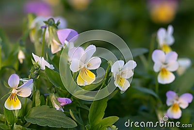 Blooming heartsease, Viola tricolor, flowers Stock Photo