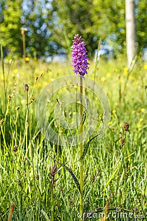 Blooming Heath spotted orchid on flowering heat meadow Stock Photo