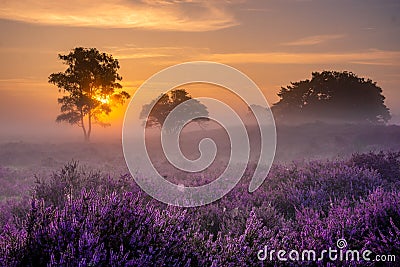 Blooming heather field in the Netherlands near Hilversum Veluwe Zuiderheide, blooming pink purple heather fields in the Stock Photo