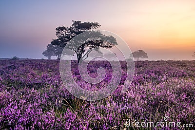 Blooming heather field in the Netherlands near Hilversum Veluwe Zuiderheide, blooming pink purple heather fields in the Stock Photo