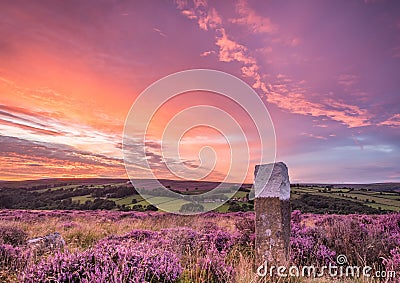 Blooming heather on the North Yorkshire Moors Stock Photo