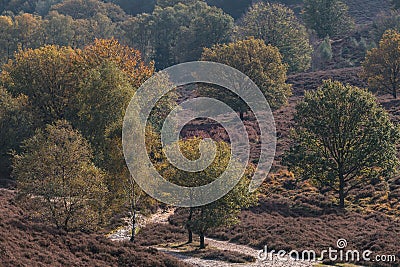 Blooming heathland in Dutch national park Veluwe Stock Photo