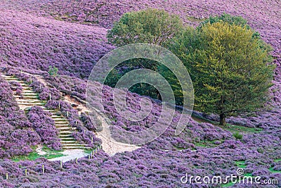 Blooming heathland in The Netherlands Stock Photo