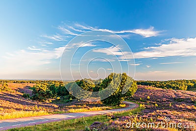 Blooming heathland with road at the Dutch Veluwe Stock Photo